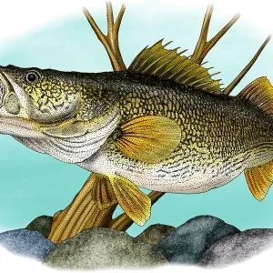 Walleye Print: Illustration of a Walleye (Sander vitreus) Walleye Print: Illustration of a Walleye (Sander vitreus)