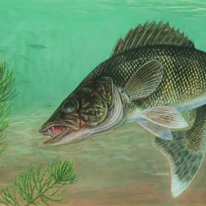 Walleye (Sander vitreus) Print Walleye (Sander vitreus) Print