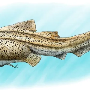 Zebra Shark Print - A Stegostoma fasciatum Illustration Zebra Shark Print - A Stegostoma fasciatum Illustration