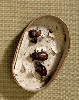 Fame/charles darwin house darwins scientific research/box containing beetles j970133 Fame/charles darwin house darwins scientific research/box containing beetles j970133