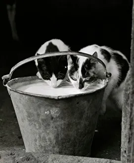 Animal magic/animals cats/cats drinking milk gay01 08 01 01 001 Animal magic/animals cats/cats drinking milk gay01 08 01 01 001