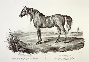 Copenhagen, the Duke of Wellingtons horse J050173 Copenhagen, the Duke of Wellingtons horse J050173