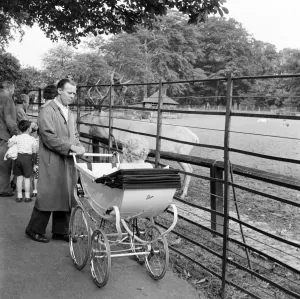 Prints of Golders Hill Park, Greater London. A man with a child in a pram stop outside an enclosure, withpeople behind looking at a stag on the other side of the fence. Photographed by John Gay 1960s Then and Now England - Historic Change Over Time: Print of a man with child in pram outside an enclosure