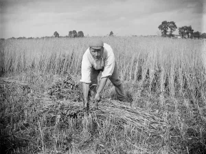Prints of General view of worker in field harvesting corn, Haddenham, Buckinghamshire. 1900. Alfred Newton and Sons Historic Images 1920s To 1940s Prints: Corn Harvest Print, 1900