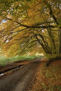 Prints of Autumn leaves cover a rural road in Oxfordshire Oxfordshire Prints: Country lane Print: Oxfordshire Autumn Landscape
