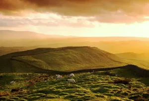 Prints of HADRIANs WALL, Northumberland. View looking west from Shield on the Wall. Sheep grazing at sunset. hadrian Industry and Agriculture in England - Factories, Farming and Production: Hadrian's Wall Print, Westward View from Shield on the Wall