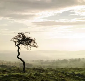 Hadrian's Wall Prints: Hadrian's Wall Print: Isolated Tree at Sunset
