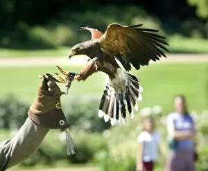 Images Dated 2nd June 2007: Falconry event at Audley End N070883