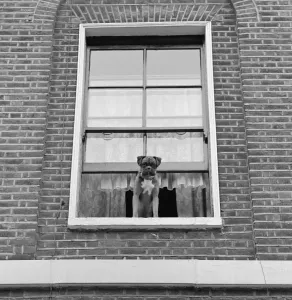 Prints of A boxer dog looking out of an upper floor window of a brick-built house, possibly in Highbury Terrace, Islington, London. Photographed by John Gay in 1964 Victorian Architecture Prints: Boxer Dog Print, 1964