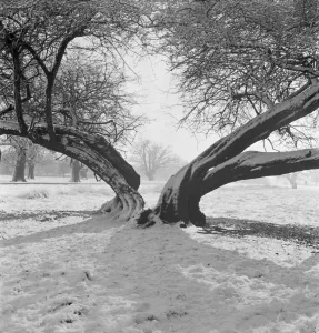 Prints of RICHMOND PARK, Greater London. A snow scene in Richmond Park with the trunk of a mature tree, split in half down to the ground, in the foreground. Photograph by John Gay Greater London Prints: Print of a Snow Scene in Richmond Park with a Split Tree