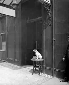 Money Prints: Dog Collecting Money Print, 1909 Westminster London