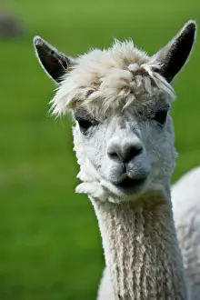Prints of Llama Camelid Prints: Llama Print from Historic England