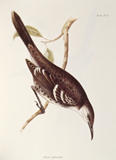 Mocking Bird K030079 Mocking Bird K030079