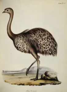 Ostrich Print, Coloured Engraving