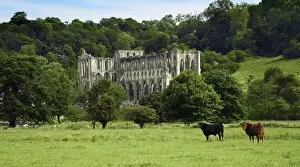 Images Dated 20th June 2006: Rievaulx Abbey N100028
