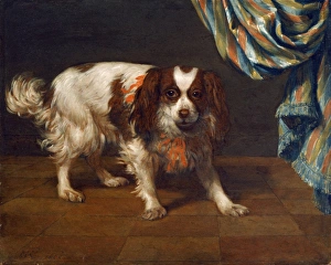 Van der Kuyl - A King Charles Spaniel J960070 Van der Kuyl - A King Charles Spaniel J960070