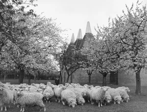 Miscellaneous Prints: Springtime in Kent Print: Sheep grazing near oast houses