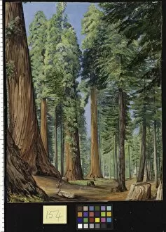 154. The Calaveras Grove of the Big Tree, or Wellingtonia, in th