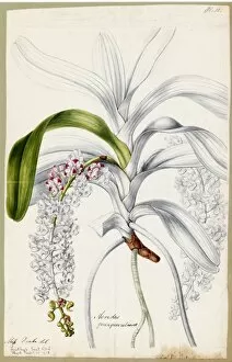 Aerides quinquevulnera, 1838