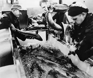 Fish Market Scene Prints: 10190273