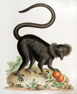 18th century illustration black macaque monkey 18th century illustration black macaque monkey