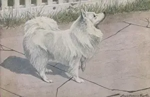 Spitz Spitz Print: White Fur Raised Front Paw, 20th Century