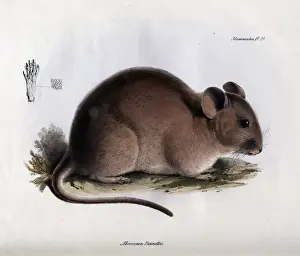 South America Animals Prints: Abrocoma bennettii