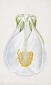 Eudicot Angiosperm Illustrations Prints: Abutilon darwini