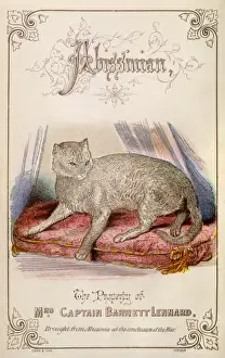 Abyssinian Cat Breeds Prints: Abyssinian Cat