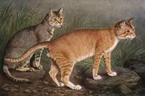 Abyssinian Cat Breeds Prints: Abyssinian and Indian