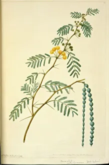 Acacia nilotica, prickly acacia tree Acacia nilotica, prickly acacia tree
