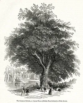 Acacia tree, Common Robinia or Locust Tree Acacia tree, Common Robinia or Locust Tree