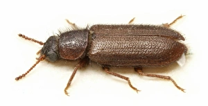 Acanthocnemus nigricans (Hope), little ash beetle Acanthocnemus nigricans (Hope), little ash beetle