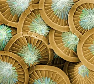 Acanthoica acanthifera Print by Ernst Haeckel