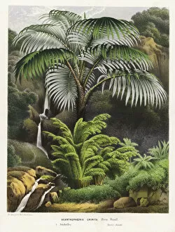 Related Images Collection: Acanthophoenix crinita palm tree