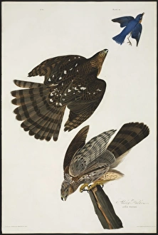 Accipiter cooperii, Coopers hawk Accipiter cooperii, Coopers hawk