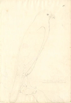 Accipiter novaehollandiae, variable goshawk Accipiter novaehollandiae, variable goshawk