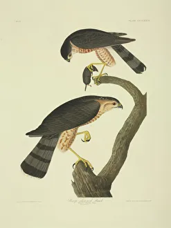 Accipiter striatus, sharp-shinned hawk Accipiter striatus, sharp-shinned hawk