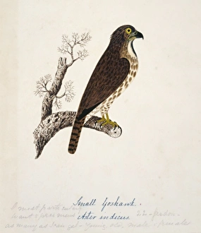 Accipiter trivirgatus, crested goshawk Accipiter trivirgatus, crested goshawk