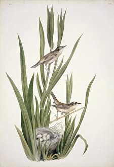 Acrocephalus schoenobaenus, sedge warbler Acrocephalus schoenobaenus, sedge warbler
