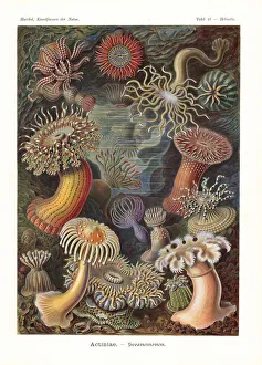 Actiniae or sea anenomes Actiniae or sea anenomes
