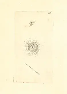 The Naturalists Miscellany 1800 Prints: Actinophrys sol
