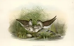 Prints of Plate 58 from John Goulds The Birds of Great Britain, Vol. 4 (1873). Hand coloured lithograph Sandpiper Prints: Common Sandpiper Print, Hand Coloured Lithograph (1873)