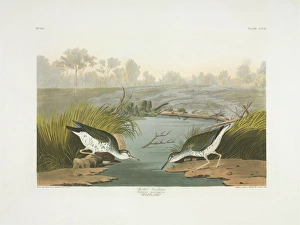 Actitis macularius, spotted sandpiper Actitis macularius, spotted sandpiper