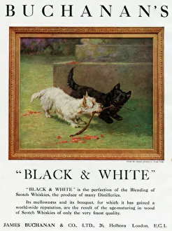 Advertisement, Buchanans Black & White Whisky Advertisement, Buchanans Black & White Whisky