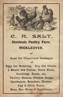 Advertisement for poultry farm, Mickleover, Derby Advertisement for poultry farm, Mickleover, Derby