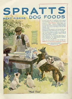 Advertisement for Spratts meat fibrine dog foods, showing six expectant dogs awaiting Advertisement for Spratts meat fibrine dog foods, showing six expectant dogs awaiting