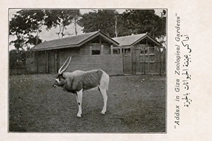 Addax (white antelope) in the Giza Zoo, Egypt Addax (white antelope) in the Giza Zoo, Egypt