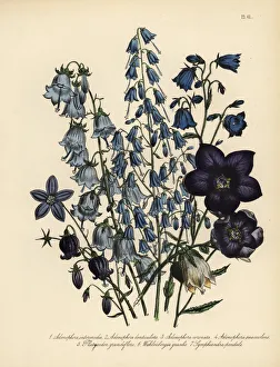 Adenophora, Platycodon and Wahlenbergia species Adenophora, Platycodon and Wahlenbergia species