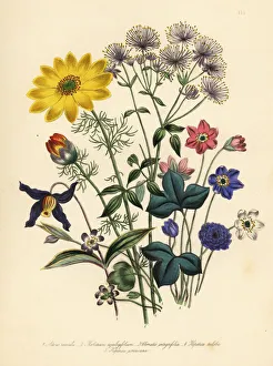 Adonis, columbine, clematis and hepatica species Adonis, columbine, clematis and hepatica species